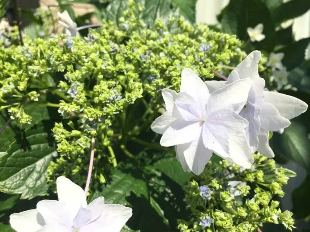 Photo of Hydrangeas season