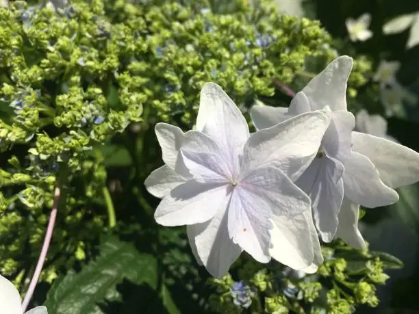 Photo of Hydrangeas season