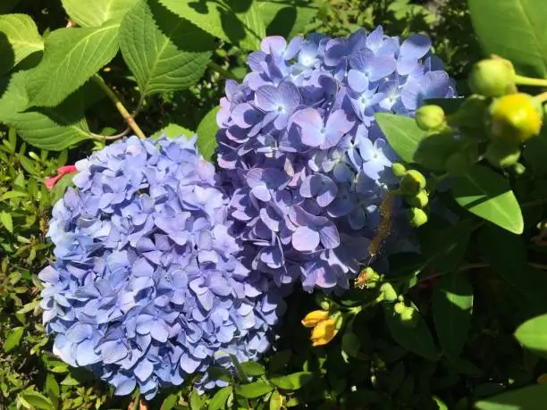 Photo of Hydrangeas season