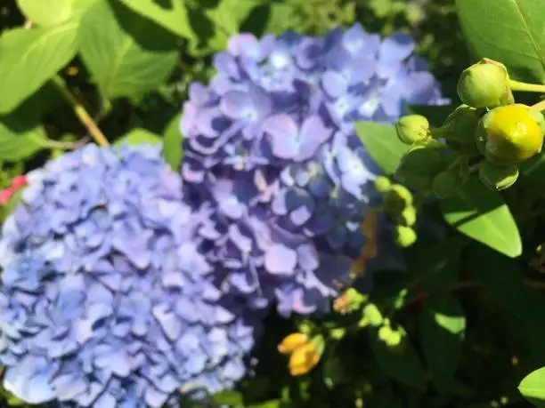 Photo of Hydrangeas season