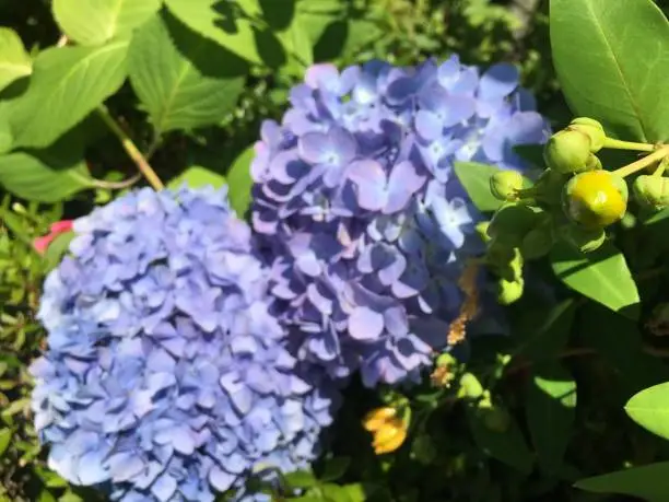 Photo of Hydrangeas season