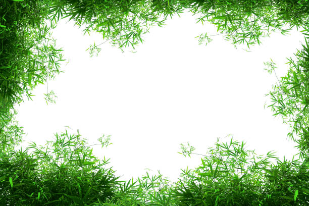 istock leaf frame.Group of green leaf frame on white.Bamboo leaves isolated on white background.Tropical leaf tree on white. 1155812323