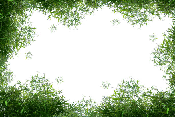 Background of bamboo trees in forest.