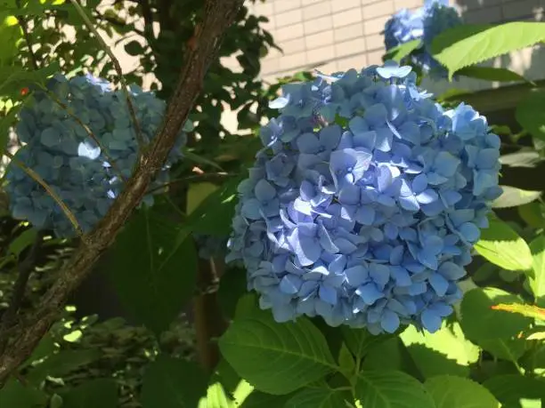 Photo of Hydrangeas season