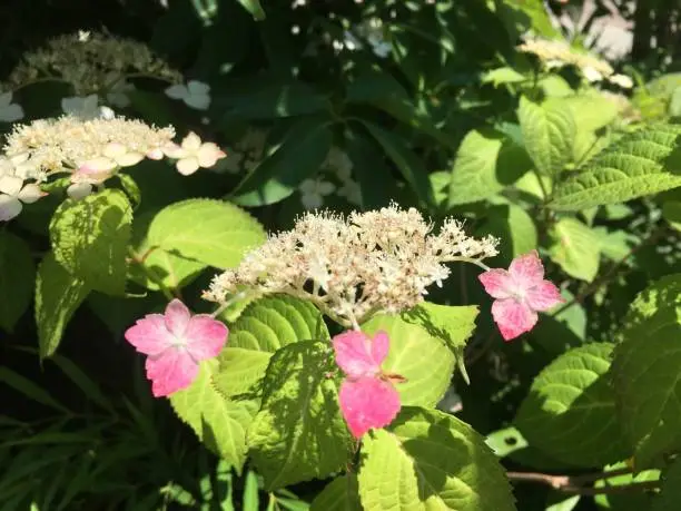 Photo of Hydrangeas season