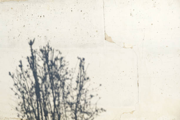 istock White wall with a falling shadow of a bush. Empty place for text. 1155813263