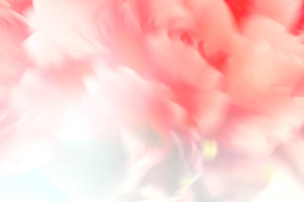 istock Abstract blurred sweet coral-pink flower blossom 1155813395