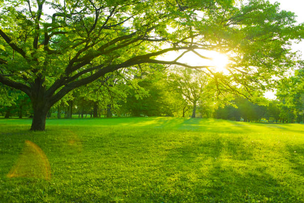 istock Garden tree in the morning 1155814225