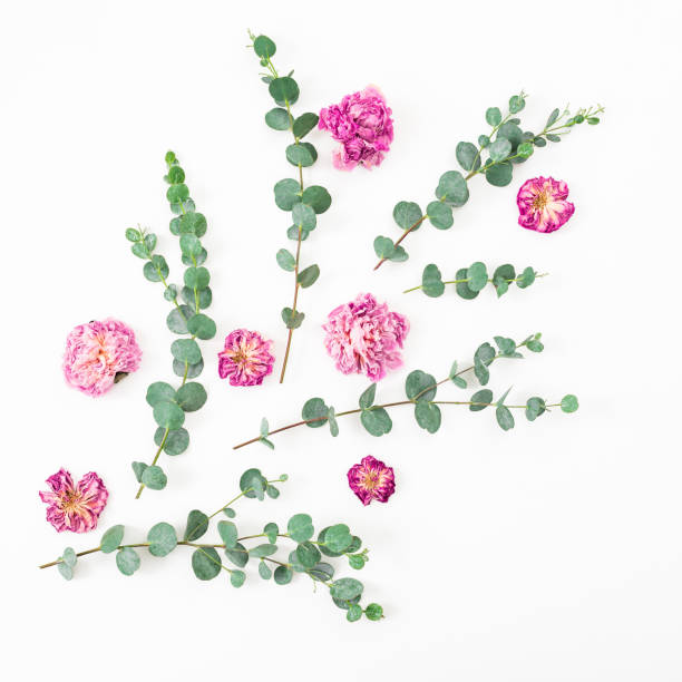 istock Floral composition with dried rose flowers and eucalyptus branches on white background. Flat lay, top view. 1155814825