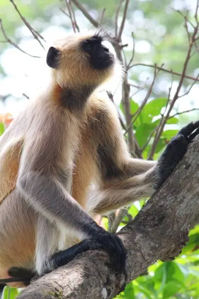 Lonely Langoor monkey sitting on mango tree branch