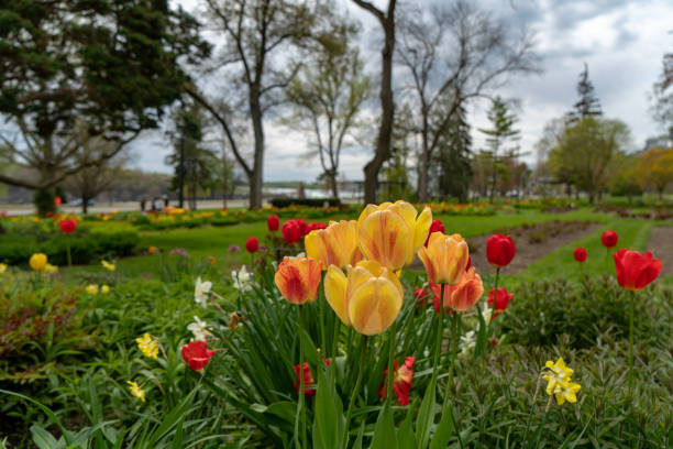 View of Canberra's Floriade flower festival showing tulips in foreground, reflections in pond & stormy sky.