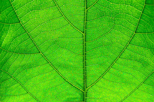 Leaf, Plant, Poland, Close-up, Full Frame