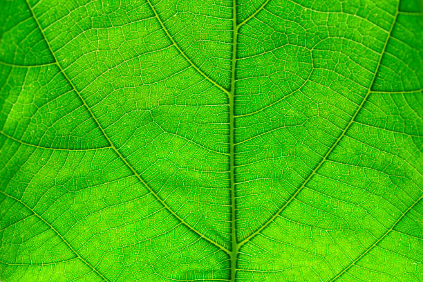 Closeup of green leaf Backgrounds stock photo