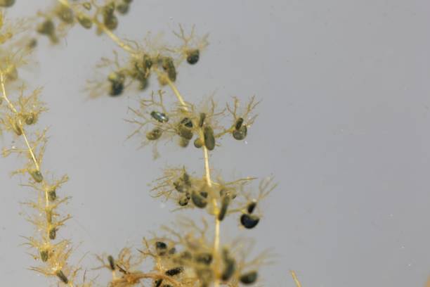 istock Under water leaves with bladder-like traps of a greater bladderwort 1155817631