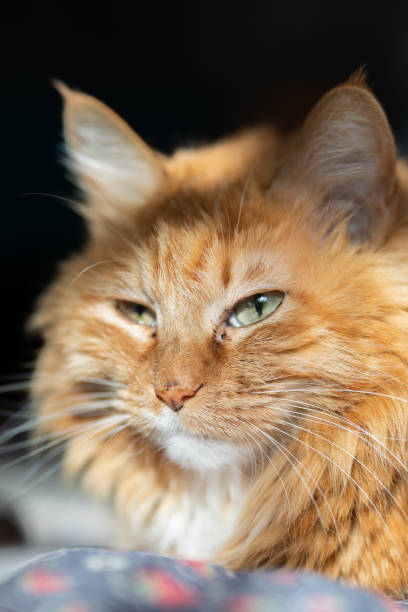 istock Family pet cat 1155818072
