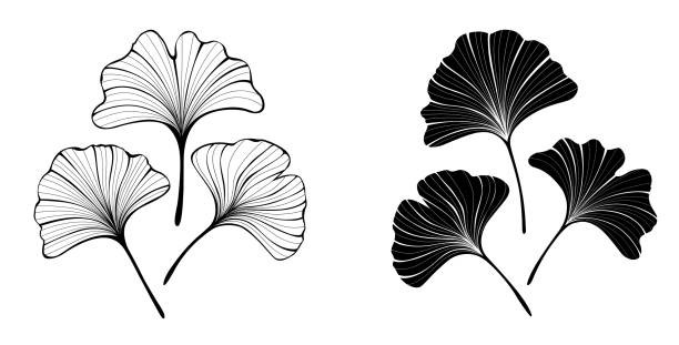 Monochrome leaves of ginko biloba Set of monochrome, black, contour, stylized, isolated leaves of ginkgo biloba on white background. ginkgo stock illustrations