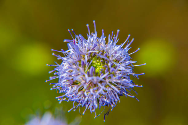 close-up of a blossoming head of field scabious flower (Knautia arvensis)