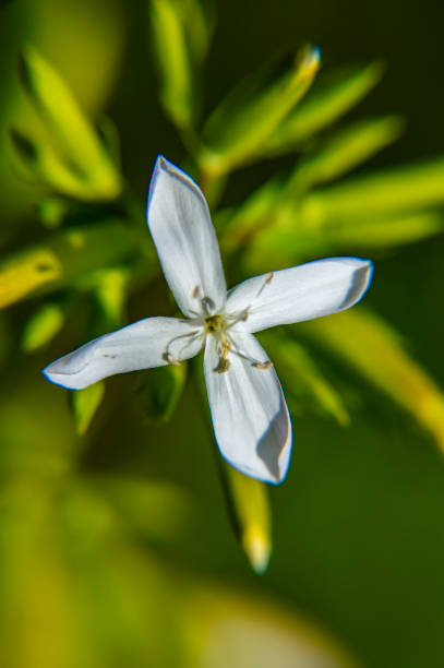 istock Macro photo of white wild flower 1155819573