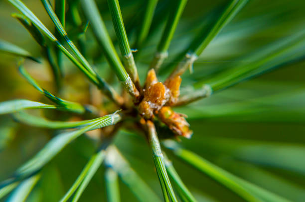 istock Macro photo of a green pine tree 1155819575