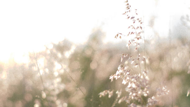 istock Wild flowers on the field in sunset light nature background 1155820609