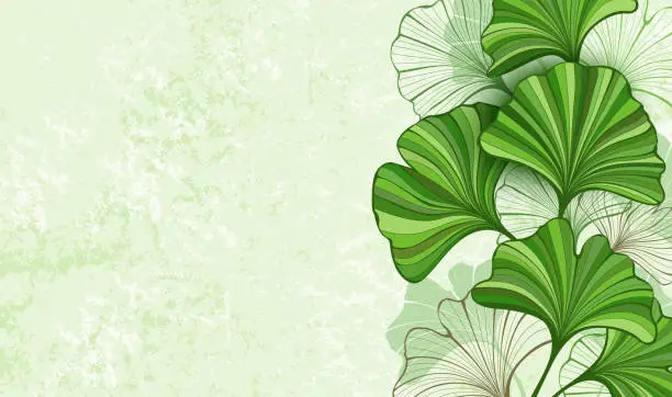 Vector illustration of Green background with leaves of Ginkgo biloba