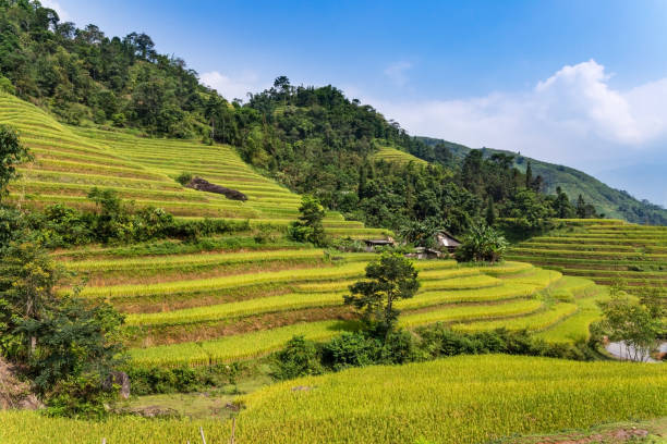 Rice terrace in Ha Giang Province, Northern Vietnam. stock photo