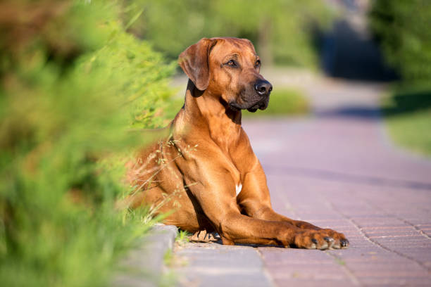 istock Portrait of a rhodesian ridgeback dog. 1155826237