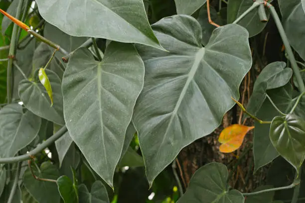 Photo of Close up of tropical Philodendron Scandens vine plant leaves