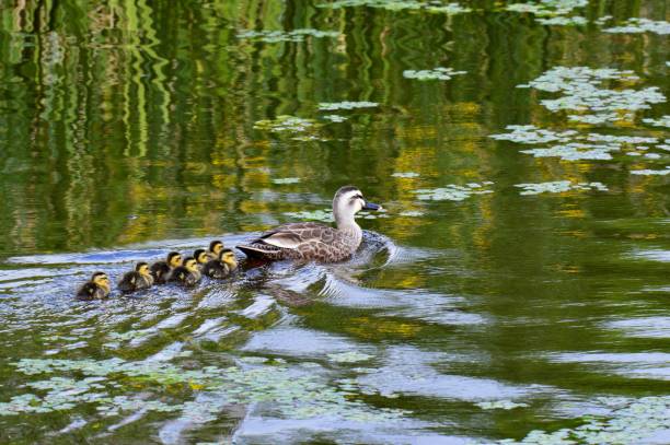 istock a family of duck 1155827065