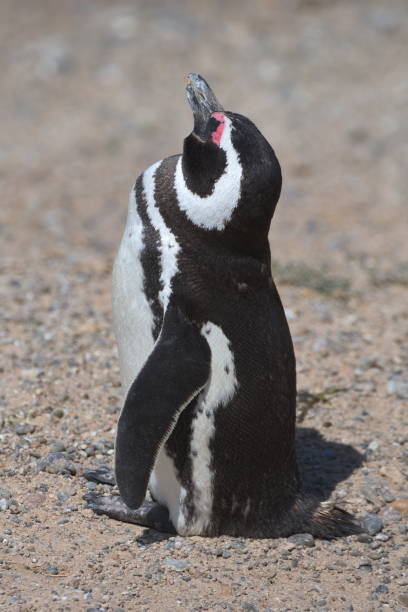 istock Magellan Penguins on the Valdes Peninsula in Argentina 1155829536