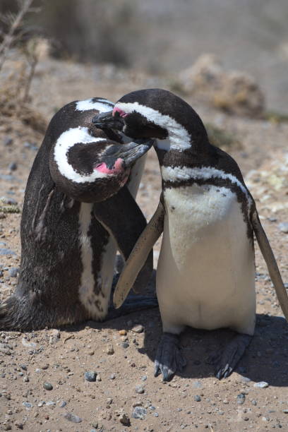 istock Magellan Penguins on the Valdes Peninsula in Argentina 1155829575