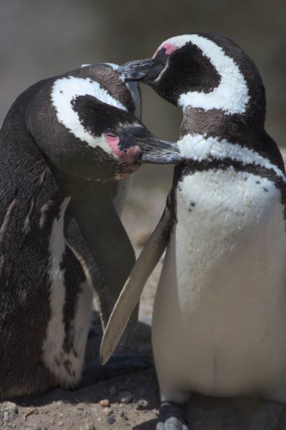 istock Magellan Penguins on the Valdes Peninsula in Argentina 1155829576