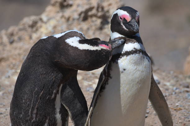 istock Magellan Penguins on the Valdes Peninsula in Argentina 1155829626