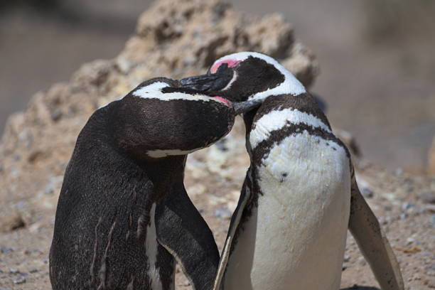 istock Magellan Penguins on the Valdes Peninsula in Argentina 1155829629