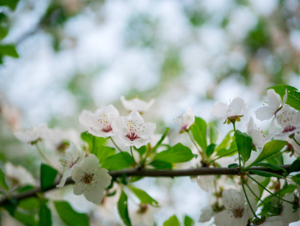 istock White flowers of cherry. 1155829860
