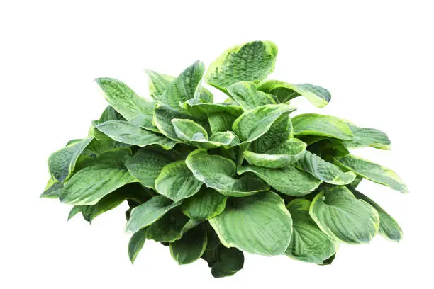 Isolated hosta bush on white background