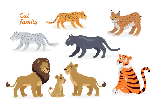 illustrations, cliparts, dessins animés et icônes de famille de chat. des felidae. jaguar de lion de tigre de pantherinae - gracious