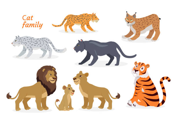 Cat family. Felidae. Pantherinae Tiger Lion Jaguar Cat family. Felidae family of cats. Felids. Pantherinae comprising tiger, lion, jaguar, leopard, snow leopard, ounce and clouded leopards. Lion family. Big wild cats. Flat style Vector illustration ounce stock illustrations