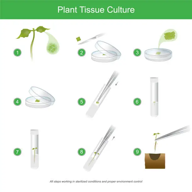 Vector illustration of Plant Tissue Culture. Rare plant tissue culture with cutting some for plant reproduction to get a lot, and all steps working in sterilised conditions and proper environment control in laboratory.