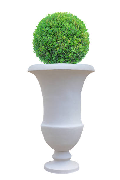 istock Circle dome shape topiary tree with large Roman style terracotta pot isolated on white background for Japanese and English design garden 1155834186
