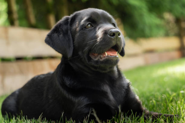 istock A sweet little black Labrador Retriever puppy 1155835974