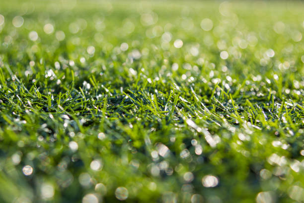 istock Close-up of  green grass with bokeh 1155836083