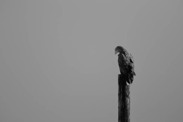 istock A white tailed eagle on pole at Hokkaido Japan 1155836135