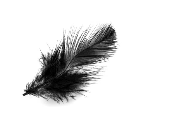 istock Close-up of small black feather isolated on white 1155836271