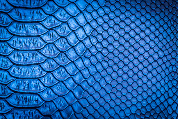 istock close up of snake skin texture 1155836342