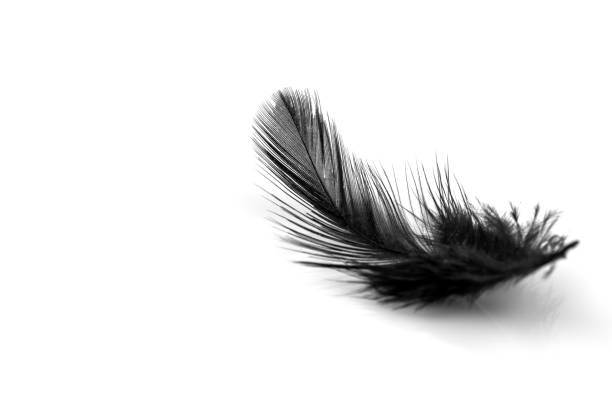 istock Close-up of small black feather isolated on white 1155836353