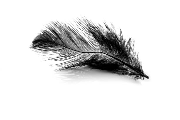 istock Close-up of small black feather isolated on white 1155836447