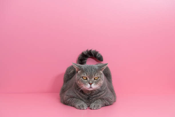 Obese cat sitting little pink room. British sort hair cat. Obeze cat series at home
Obese cat series ( studio shot ) chubby cat stock pictures, royalty-free photos & images