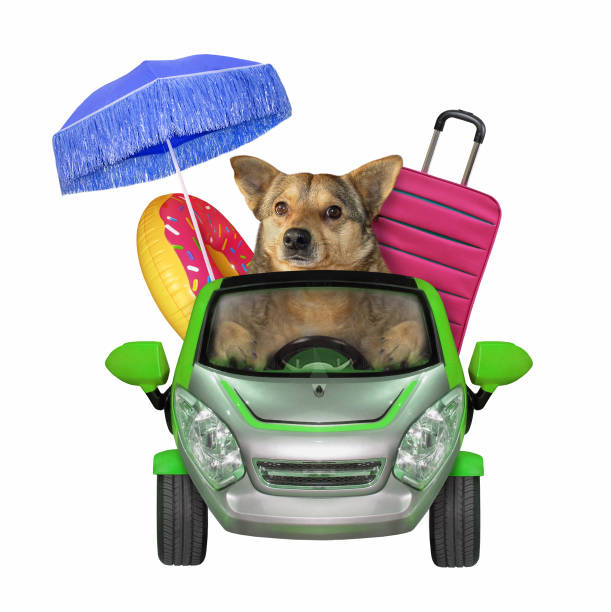 istock Dog going to the seaside 1155838760