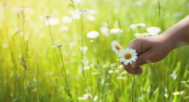istock Hand picking up chamomile in field. Summer time 1155840196